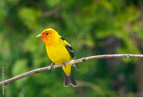 Western Tanager in Southeastern Idaho in summer in trees