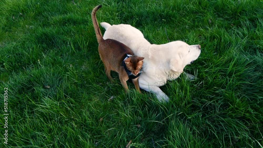 Pet friends Labrador retriever dog together with Abyssinian cat on green grass