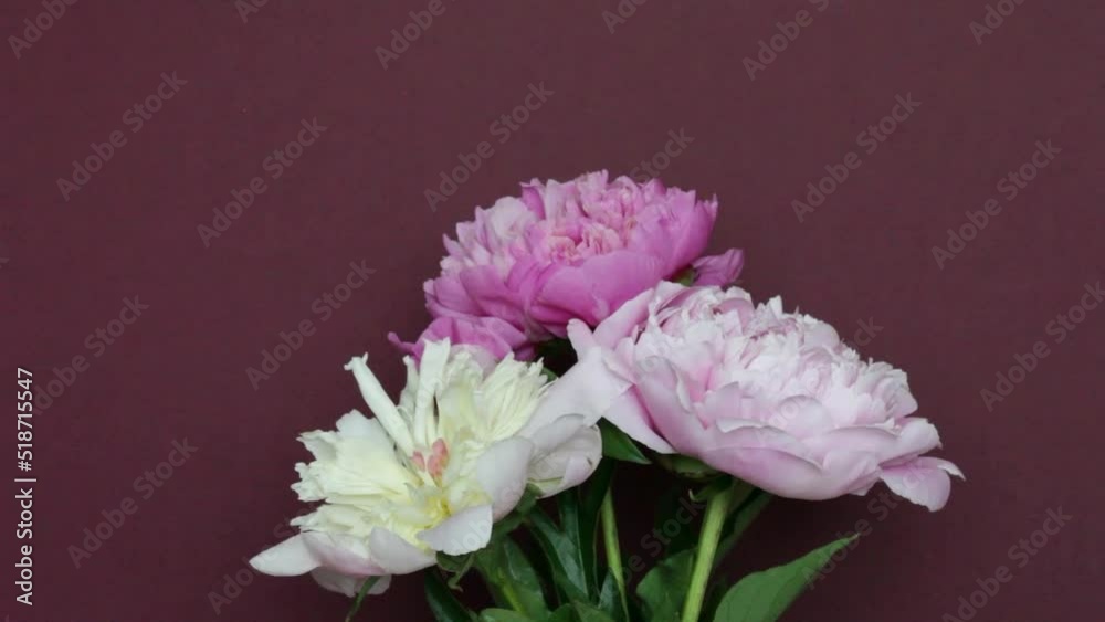 Three pink peonies are blooming and revealing petals. Bouquet of garden peonies in different shades of pink against a burgundy wall. Fast playback, time lapse Three pink peonies are blooming and revealing petals. Bouquet of garden peonies in different shades of pink against a burgundy wall. Fast playback, time lapse