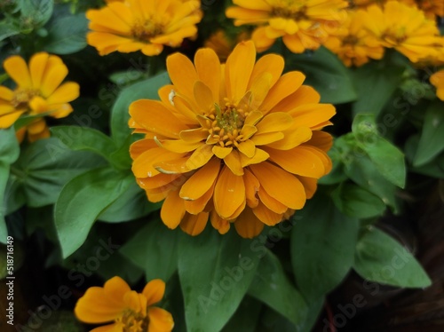 Common Zinnia or Zinnia elegans is one of the most famous flowering annuals of the genus Zinia photo