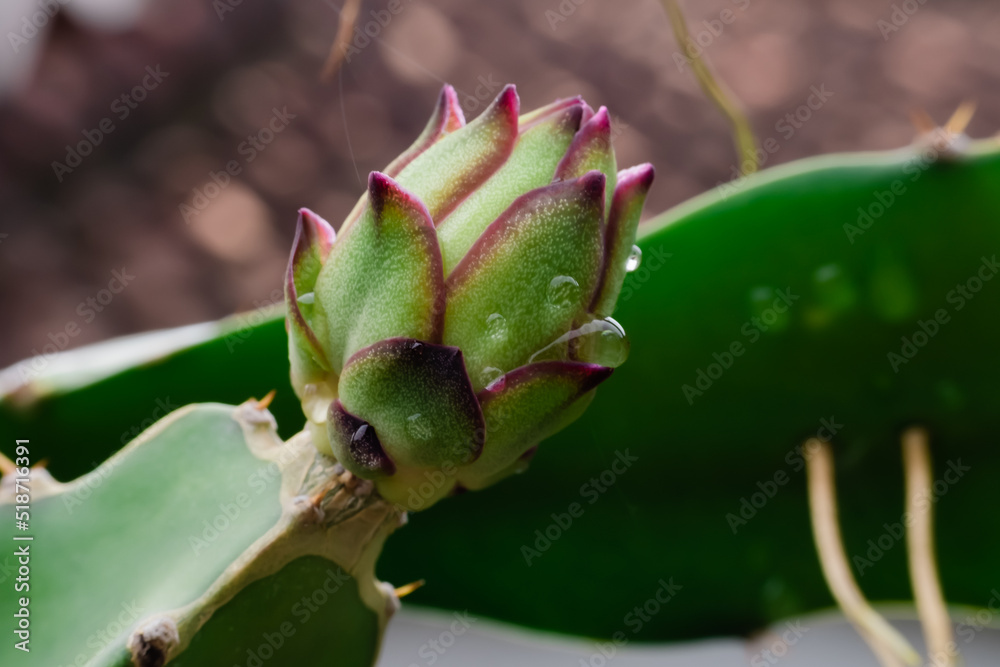 Dragon fruit flower bud on blurred background, macro shoot Dragon fruit flower bud on blurred background, macro shoot