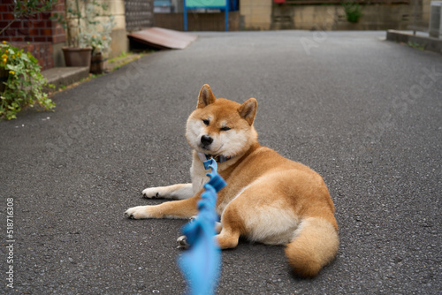 お散歩から帰りたくない柴犬