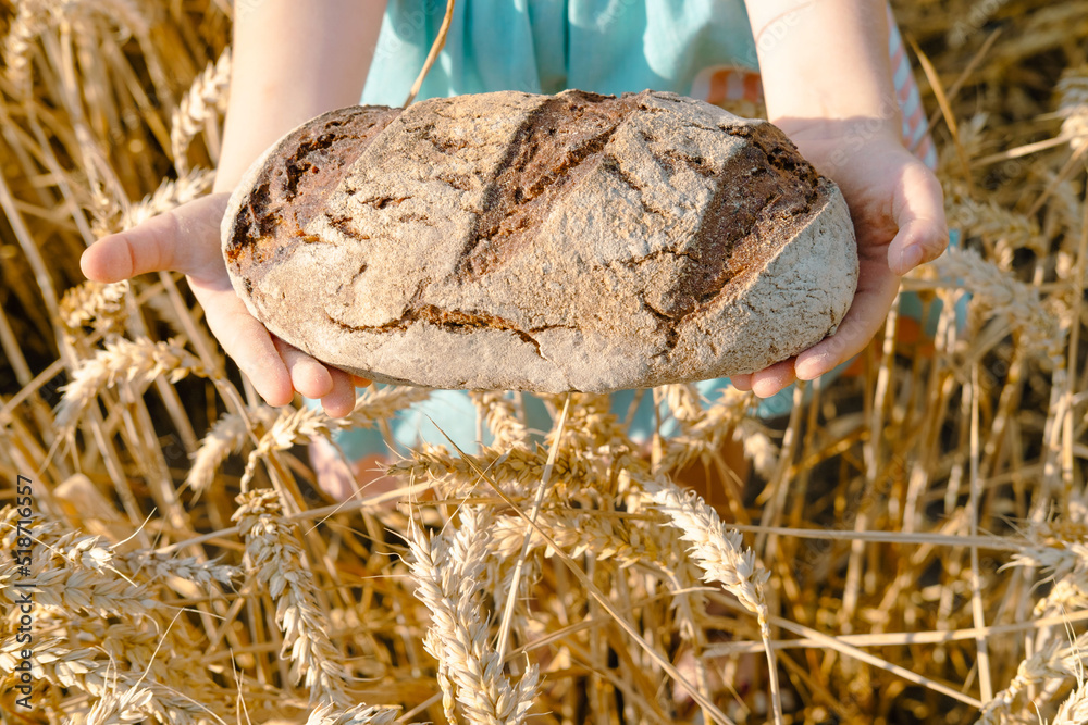 Children's girls hands holds a loaf of fresh bread in her hands a wheat field