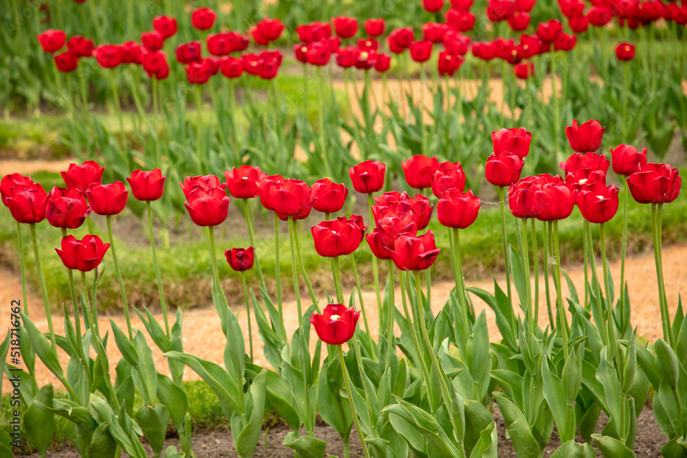 Red tulips in the park Red tulips in the park