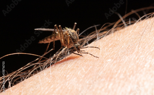 A mosquito drinks blood on human skin. © schankz