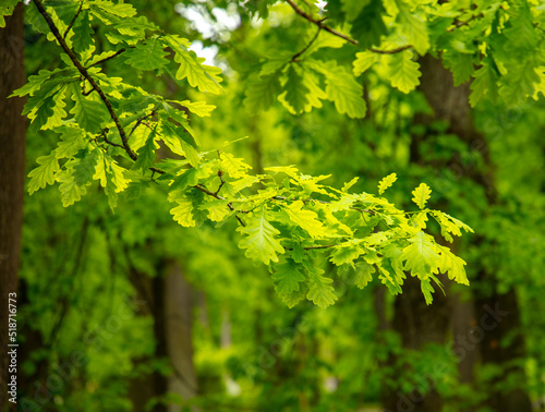 Green leaves on a tree in nature