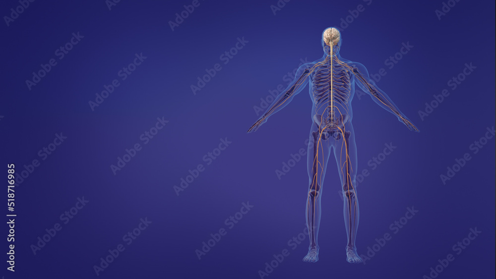 human brain and nervous system human brain and nervous system