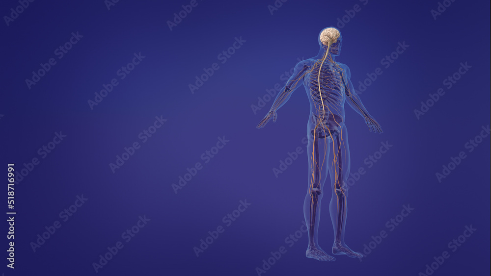human brain and nervous system human brain and nervous system