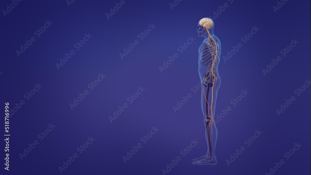 human brain and nervous system human brain and nervous system