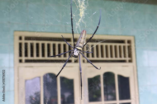 Closeup on a cross spider, also called european garden spider sitting in a spider web