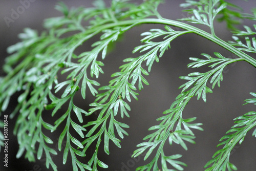 Close up of a fern frond leaf in a garden