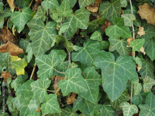 ivy plant background