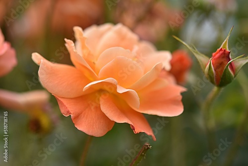 gardening. german hybrid tea rose variety Summer fairy tale on a green background on a summer day