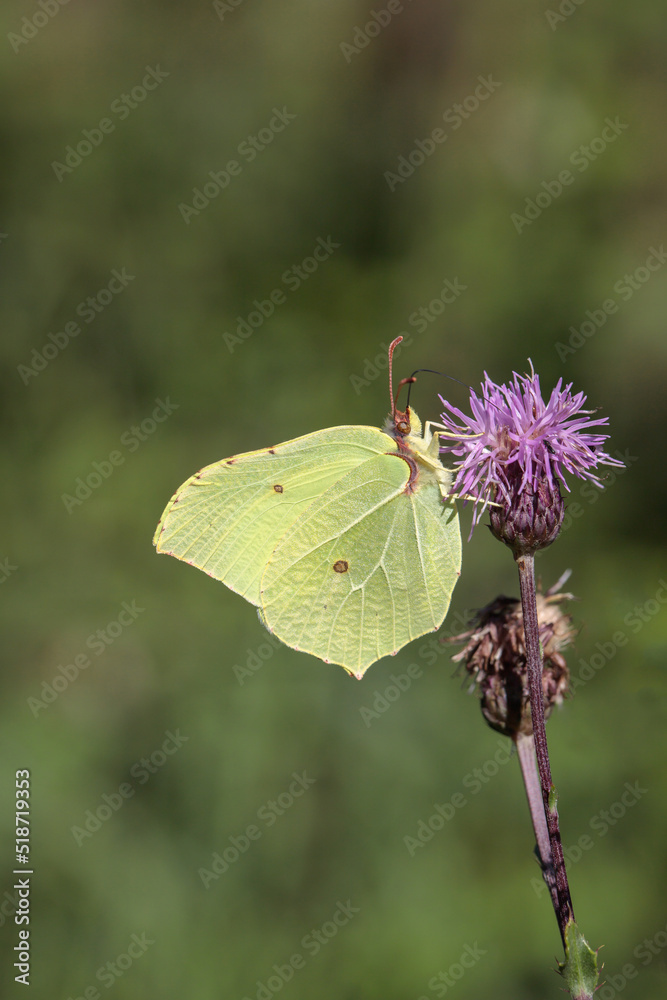 Common brimstone butterfly (Gonepteryx rhamni). Common brimstone butterfly (Gonepteryx rhamni).