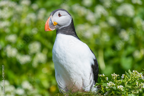 Cute atlantic puffin - Fratercula arctica - with green fresh grass in background. Photo from Hornoya Island in Norway. © PIOTR
