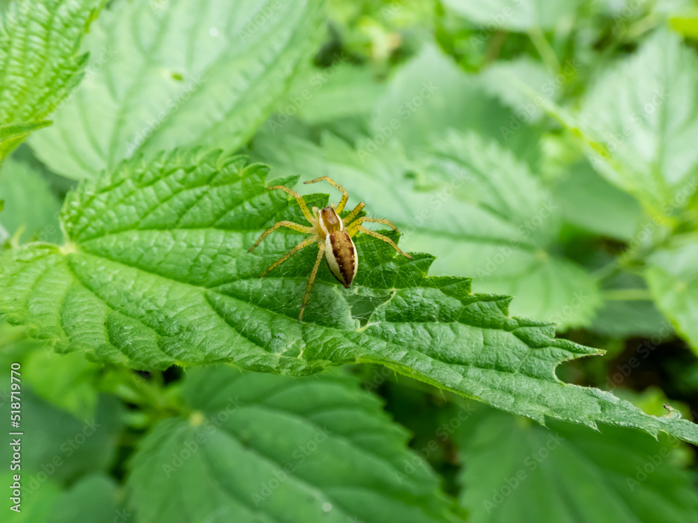 Macro of fishing spider, raft spider, dock spider or wharf spider (Dolomedes sp.) on a leaf Macro of fishing spider, raft spider, dock spider or wharf spider (Dolomedes sp.) on a leaf