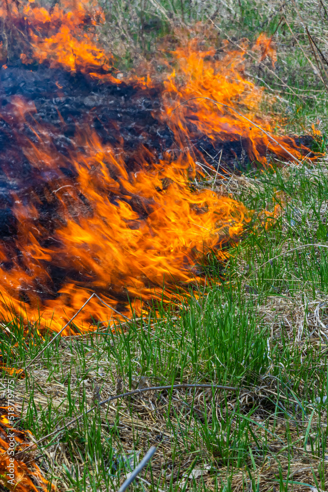 Burning old dry grass in garden. Flaming dry grass on a field. Forest fire. Stubble field is burned by farmer. Fire in the Field Burning old dry grass in garden. Flaming dry grass on a field. Forest fire. Stubble field is burned by farmer. Fire in the Field