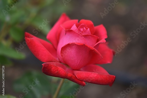 gardening. hybrid tea rose of the Chrysler Imperia variety on a green background on a summer day