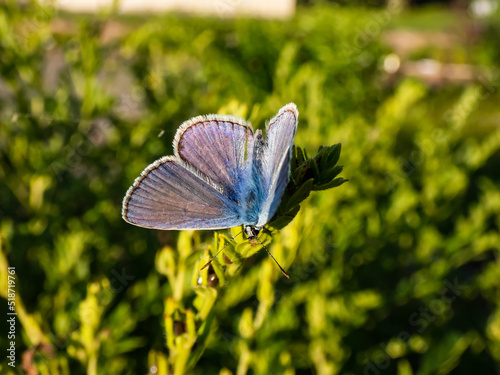 Close-up of the adult common blue butterfly or European common blue (Polyommatus icarus) sitting on a grass stem surrounded with vegetation