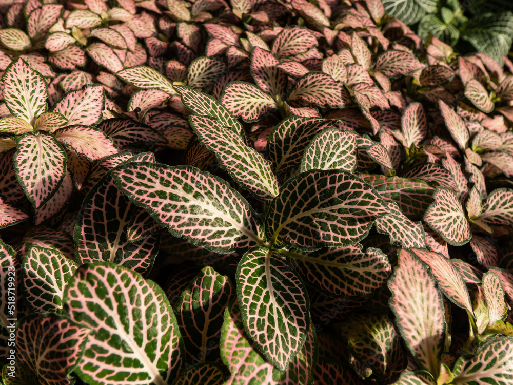 Fototapeta premium Macro shot of multicolored foliage of the Nerve plant - fittonia 'Pink Crinkle'. Distinctive plant with dark green leaves which have colored pink and white veins