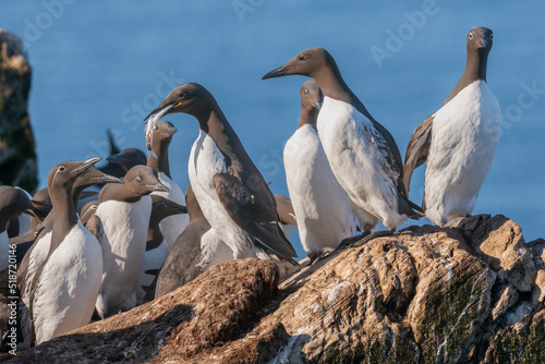 Fotografiet Common murre or common guillemot - Uria aalge - comming back to colony with fish in beak