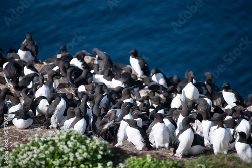A colony of common murres or common guillemots - Uria aalge on cliff on dark blue water of Barents Sea background. Photo from Hornoya Island in Norway.