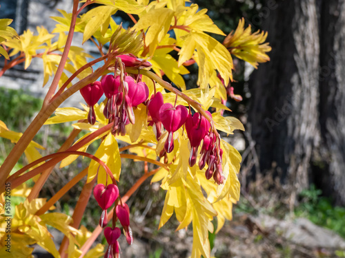 Blooms of the bleeding heart plant cultivar (Dicentra spectabilis) 'Gold Hearts'. Brilliant gold leaves and peach-colored stems, heart-shaped rose-pink flowers with white petals