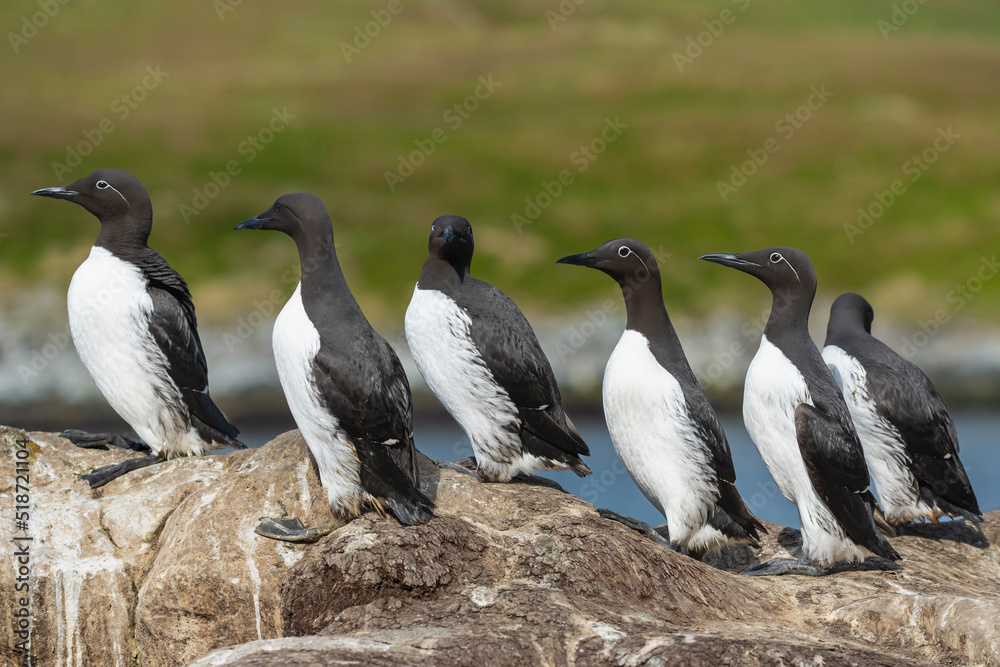 Fototapeta premium Group of common murres or common guillemots - Uria aalge on rock. Photo from Hornoya Island in Norway.