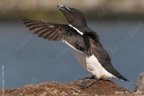 Razorbill - Alca torda - standing on rock with spread wings on blue water of Barents Sea background. Photo from Hornoya Island in Norway.	