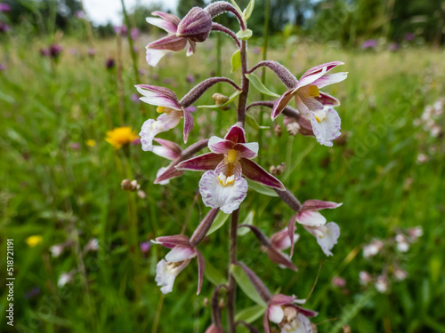 The marsh helleborine (Epipactis palustris) flowering with the flowers with sepals that are coloured deep pink or purplish-red. The labellum is white with red or yellow spots in middle photo