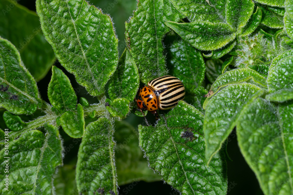 Colorado Potato Striped Beetle - Leptinotarsa Decemlineata Is A Serious Pest Of Potatoes plants Colorado Potato Striped Beetle - Leptinotarsa Decemlineata Is A Serious Pest Of Potatoes plants