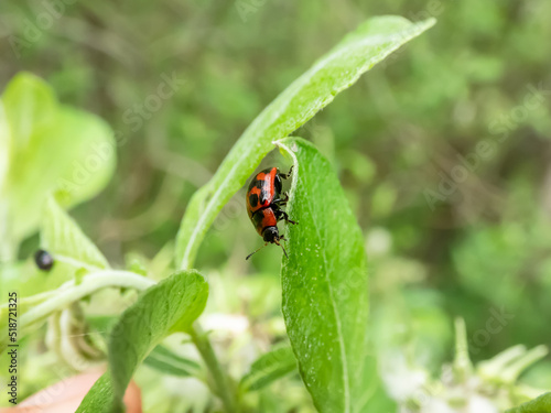 Macro shot of broad-shouldered leaf beetle (Gonioctena viminalis) walking on a green leaf