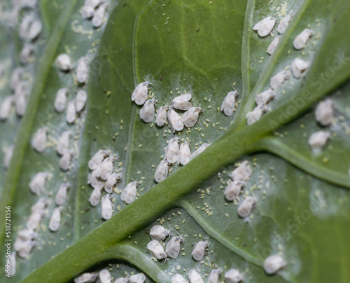 Whitefly Aleyrodes proletella agricultural pest on cabbage leaf photo