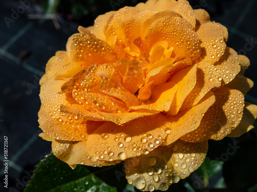 Close-up of golden yellow rose 'Goldtopas' (Gold Topaz) covered with water droplets. Rose with dark green leaves and clusters of double, yellow flowers