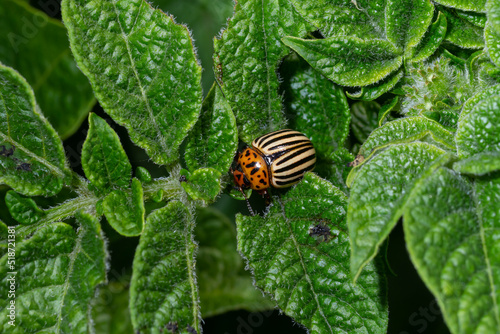 Colorado Potato Striped Beetle - Leptinotarsa Decemlineata Is A Serious Pest Of Potatoes plants