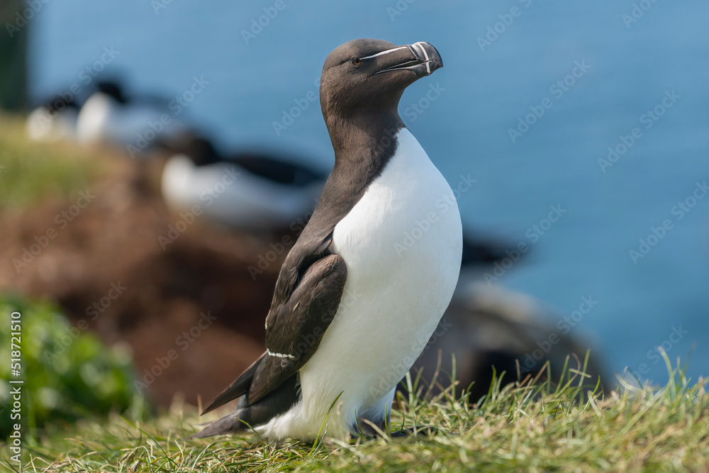 Portrait of razorbill - Alca torda - standing on grass with blue water of Barents Sea in background. Photo from Hornoya Island in Norway. Portrait of razorbill - Alca torda - standing on grass with blue water of Barents Sea in background. Photo from Hornoya Island in Norway.