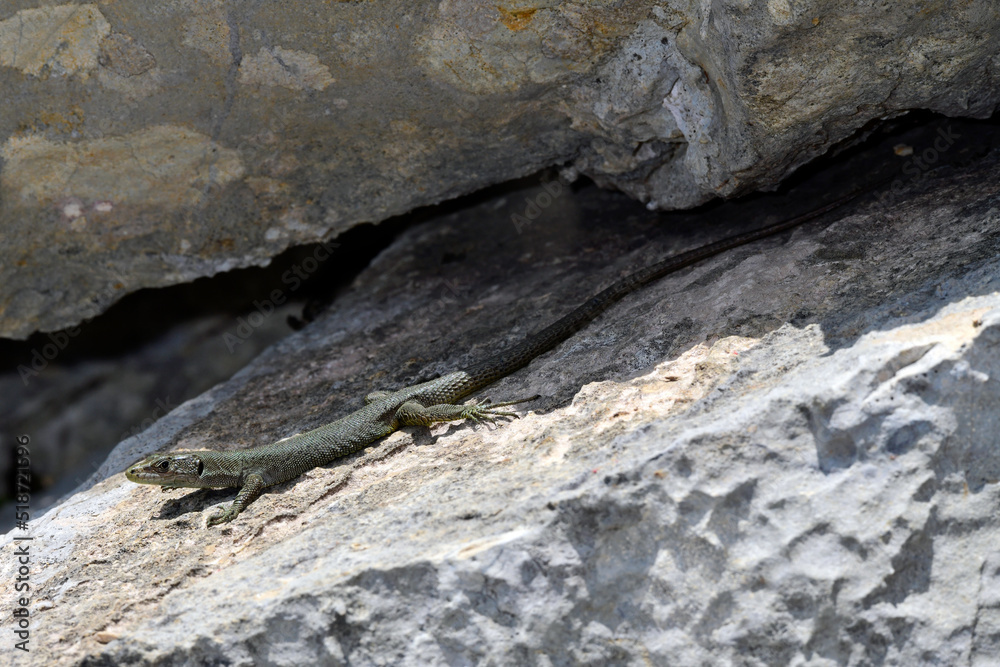 Mosor rock lizard // Mosoreidechse, Mosor-Gebirgseidechse (Dinarolacerta mosorensis) - National Park Lovćen, Montenegro