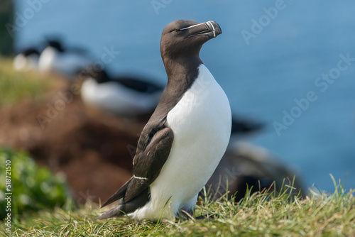 Portrait of razorbill - Alca torda - standing on grass with blue water of Barents Sea in background. Photo from Hornoya Island in Norway. photo