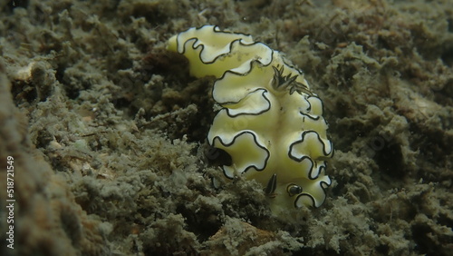 Nudibranch seaslug in Cambodia