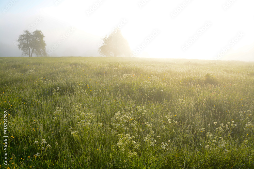 Misty morning in the field with sunlight and tree