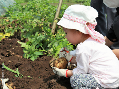 じゃがいもを収穫する子供