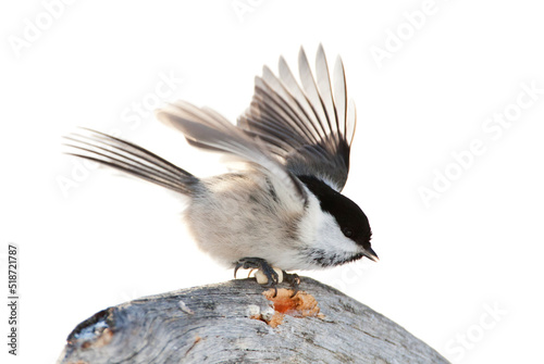 Matkop, Willow Tit, Poecile montanus borealis