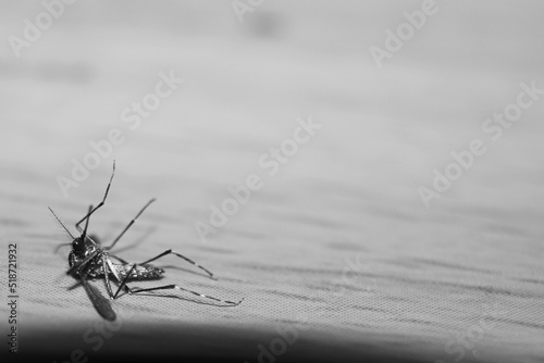 Mosquito on a black and white background