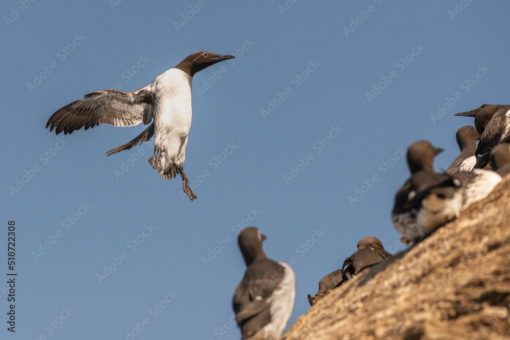 Common murre or common guillemot - Uria aalge - landing on cliff with spread wings on blue sky background. Photo from Hornoya Island ,Varanger Panisula in Norway. Common murre or common guillemot - Uria aalge - landing on cliff with spread wings on blue sky background. Photo from Hornoya Island ,Varanger Panisula in Norway.