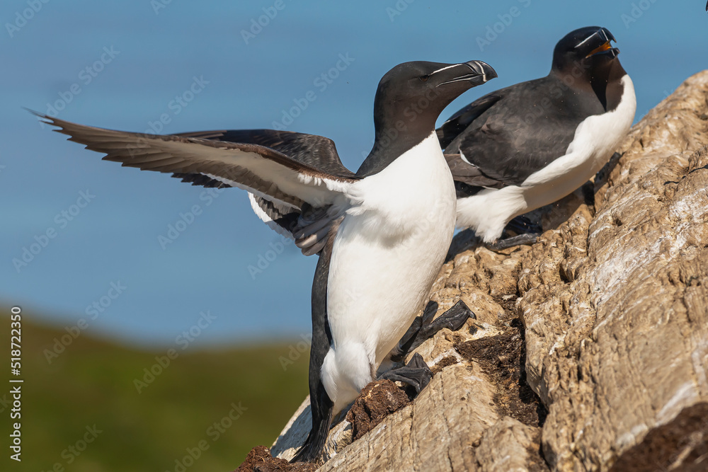 Razorbill - Alca torda - landing on cliff with spread wings on blue sky background. Photo from Hornoya Island ,Varanger Penisula in Norway. Razorbill - Alca torda - landing on cliff with spread wings on blue sky background. Photo from Hornoya Island ,Varanger Penisula in Norway.