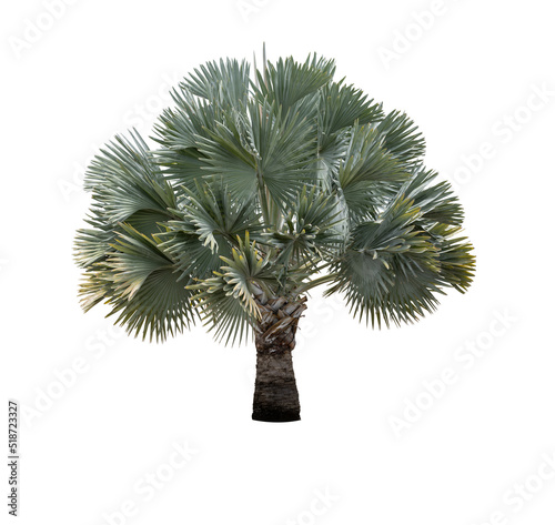 Silver Bismarckia nobilis palm tree with clipping path on white background. photo