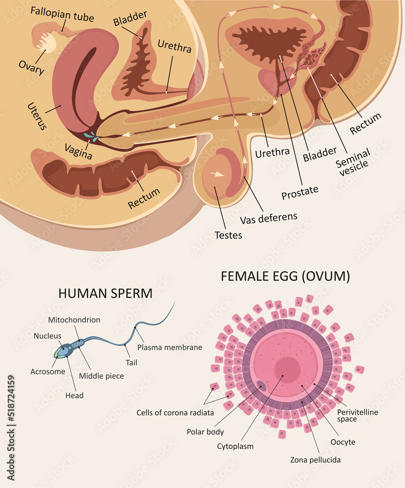 Anatomy Of Intercourse Structure Of Female Egg And Sperm Stock Vector Anatomy Of Intercourse Structure Of Female Egg And Sperm Stock Vector
