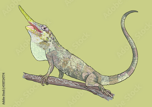 Drawing Pinocchio lizard, exotic, rare, art.illustration, vector