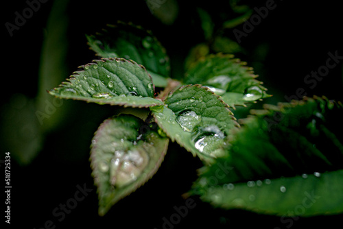 au plus prêt de la nature