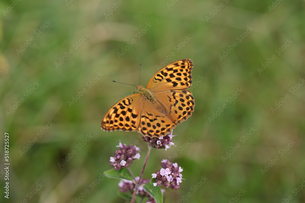 Female silver-washed fritillary butterfly (Argynnis paphia). Female silver-washed fritillary butterfly (Argynnis paphia).